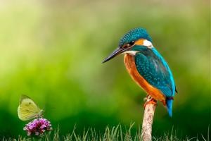 Eisvogel Eisvogel, der auf einem Ast sitzt und einen Schmetterling anschaut, der links vor ihm auf einer lilafarbenen Blüte sitzt