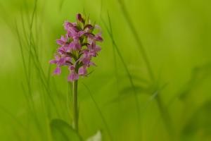 Fleischfarbenes Knabenkraut Fleischfarbenes Knabenkraut