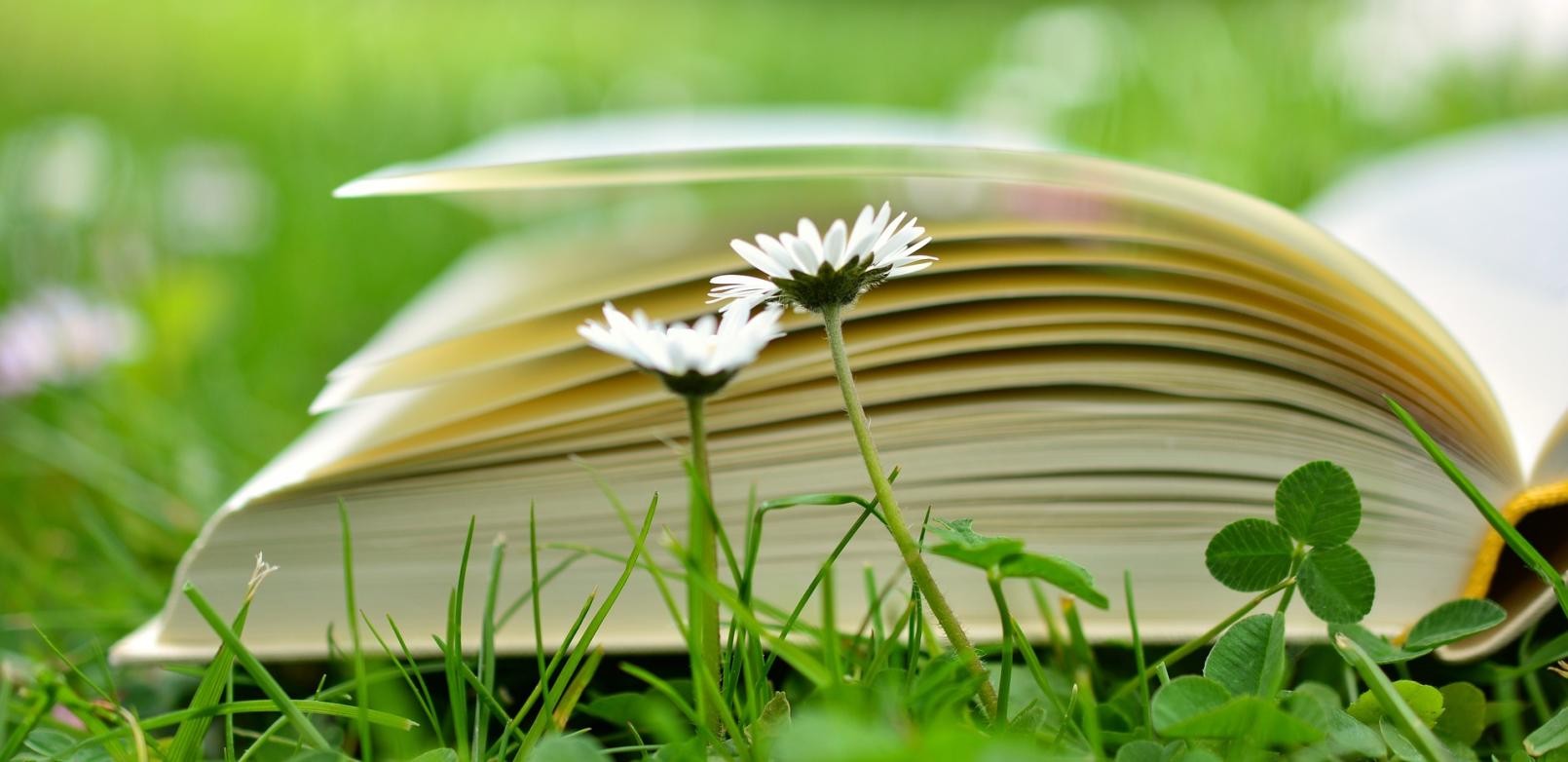 aufgeschlagenes Buch im Gras, davor zwei Gänseblümchen