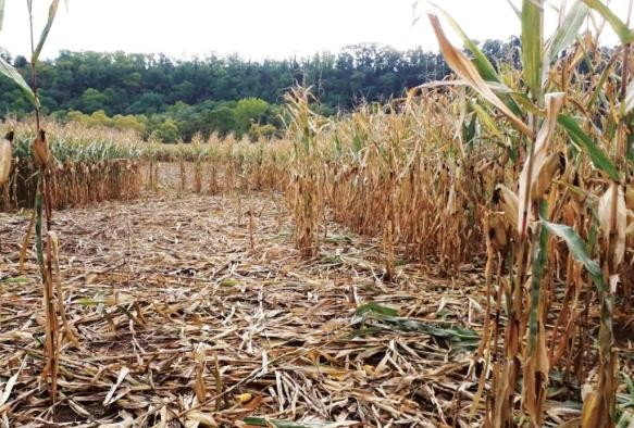 Wildschäden Maisfeld mit großen niedergetrampelten Flächen