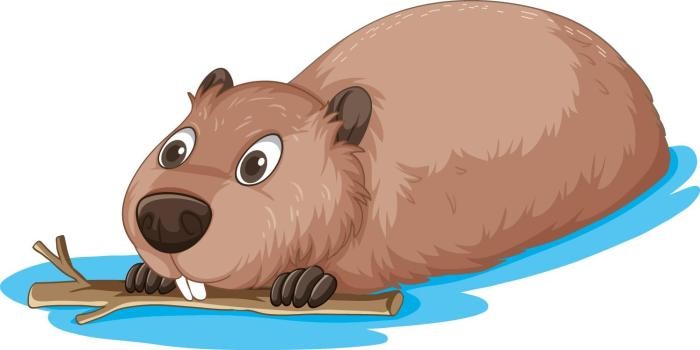 Biber Gezeichneter Biber