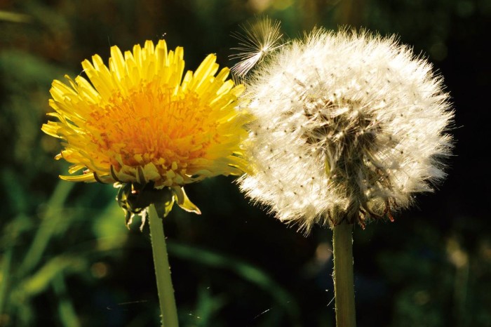 Löwenzahn Löwenzahn