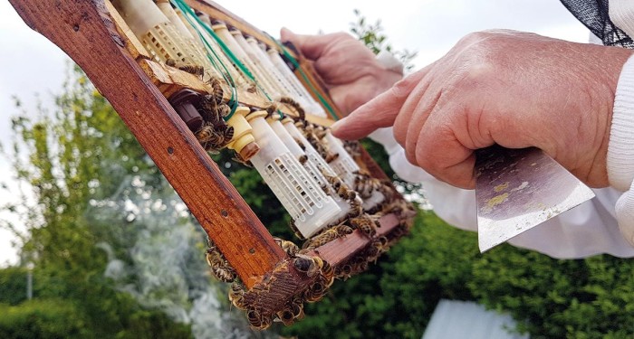 Bienen Ein Imker hält eine Holzrahmen mit verschiedenen Brutröhrchen für Bienenköniginnen in der Hand und deutet auf ein Röhrchen