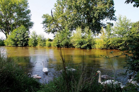 Elz im Taubergießen Schwanenfamilie schwimmt auf der Elz