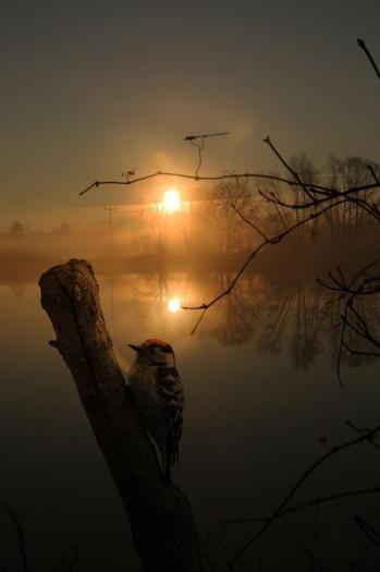 Vogel in der Morgendämmerung