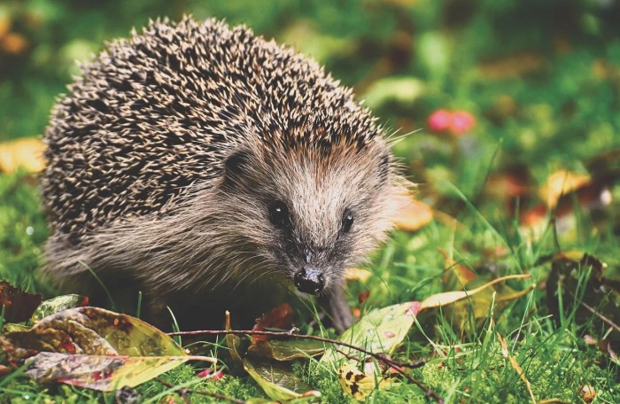 Igel auf der Wiese zwischen Blättern Igel auf der Wiese zwischen Blättern