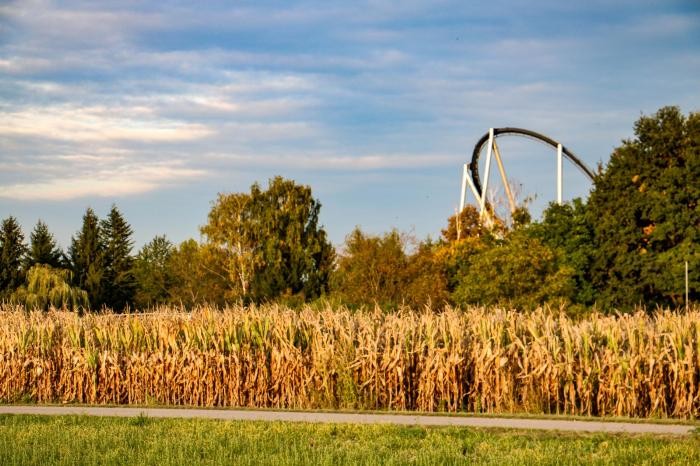 Sommer im Taubergießen Sommerlandschaft mit Maisfeldern und im Hintergrund die Achterbahn des Europa-Park