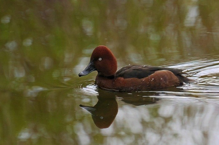 Moorente auf dem Wasser Moorente auf dem Wasser