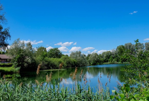 Allmendsee Ein See, umgeben von Bäumen, im Vordergrund Schilf, vor strahlend blauem Himmel und sanften, weißen Wolken am Baumsaum
