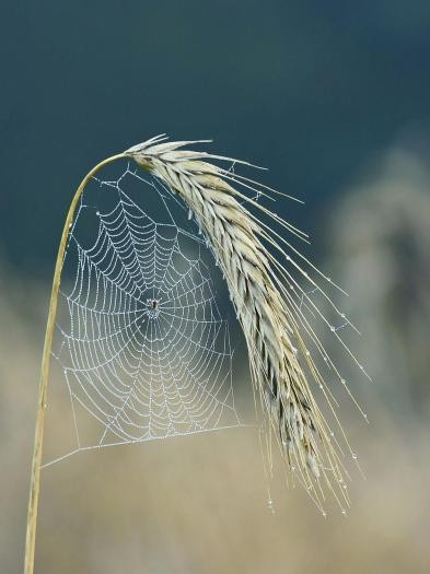 Spinnennetz an Gerstenhalm