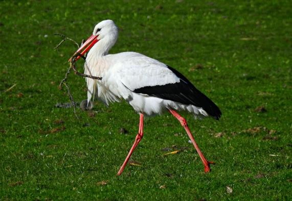 Storch mit Nestmaterial im Schnabel Storch mit Nestmaterial im Schnabel