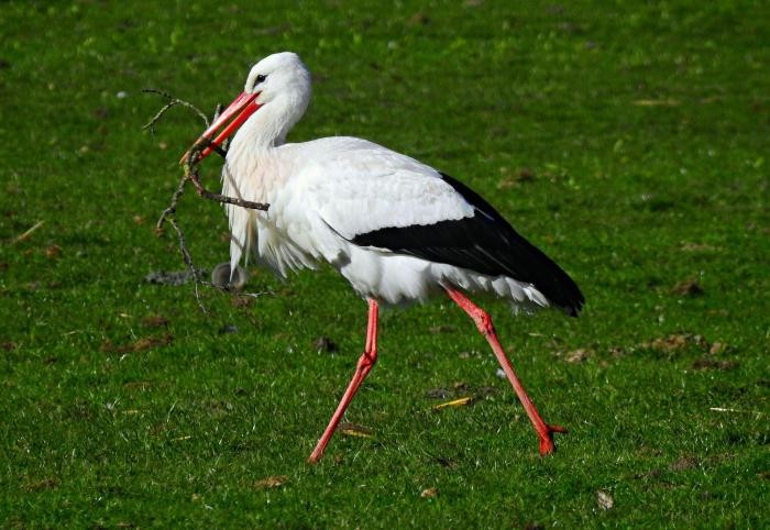 Storch mit Nestmaterial im Schnabel Storch mit Nestmaterial im Schnabel