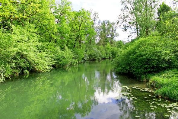 Elz mit Seerosen und Bäumen am Ufer Elz mit Seerosen und Bäumen am Ufer