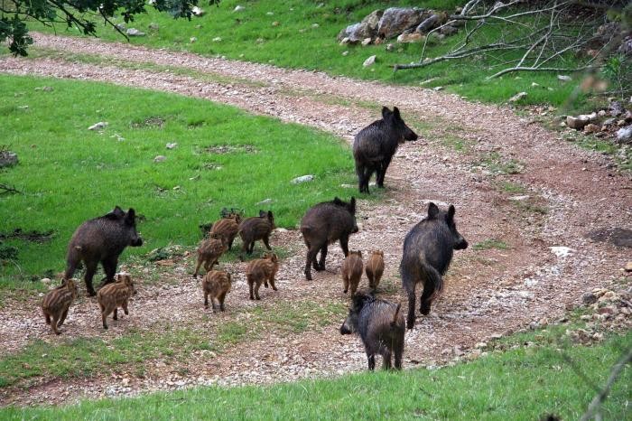 Wildschäden mehrere Wildschweinsauen und ihre Frischlinge laufen einen Feldweg entlang