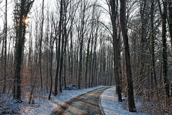 Waldweg im Winter mit Schnee bedeckt Waldweg im Winter mit Schnee bedeckt