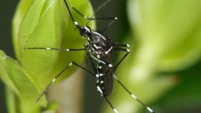 Asiatische Tigermücke (Aedes albopictus)