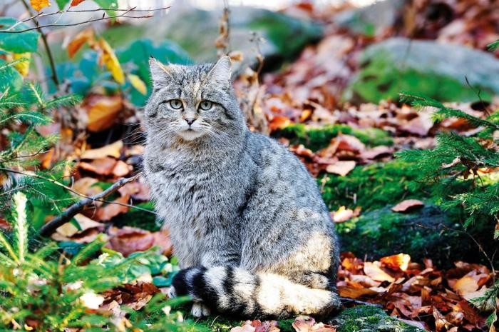 Wildkatze sitzend im Wald, schaut direkt in die Kamera Wildkatze sitzend im Wald, schaut direkt in die Kamera