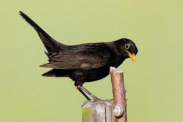 Amsel Amsel sitzt auf einem Pfahl und schaut seitlich in die Kamera