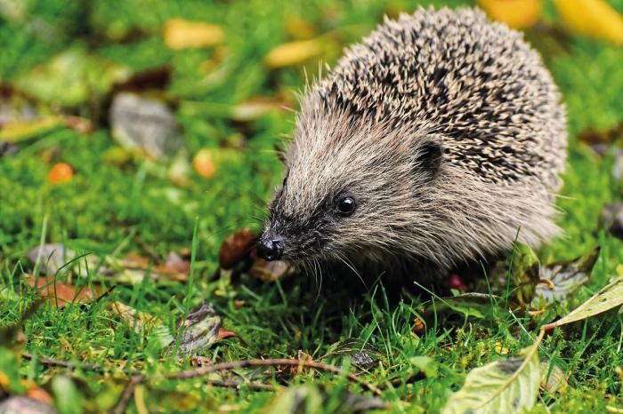 Isidor, der Igel Igel im Gras