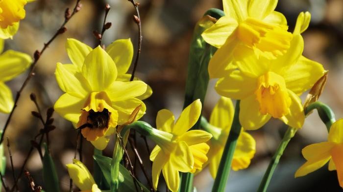 Frühblüher gelbe Narzissenblüten