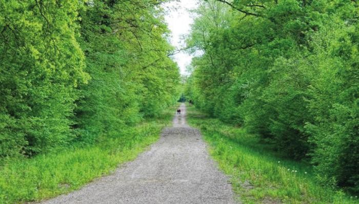 Ranger-Radwanderung Schotterweg zwischen frühlingsgrünen Bäumen