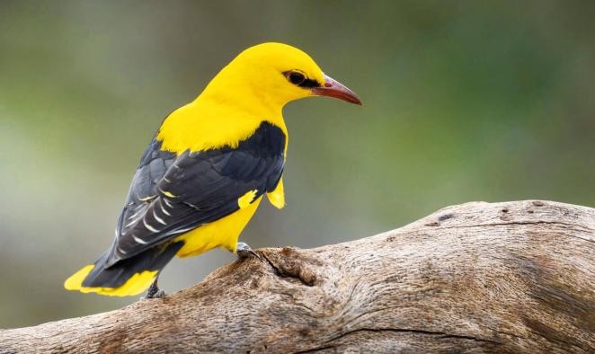 Pirol Ein Pirol sitzt auf einem Ast