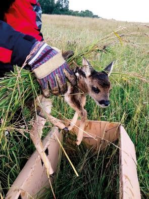 Kitzrettung Ein gerettetes Rehkitz wird in einen Karton mit Gras gelegt