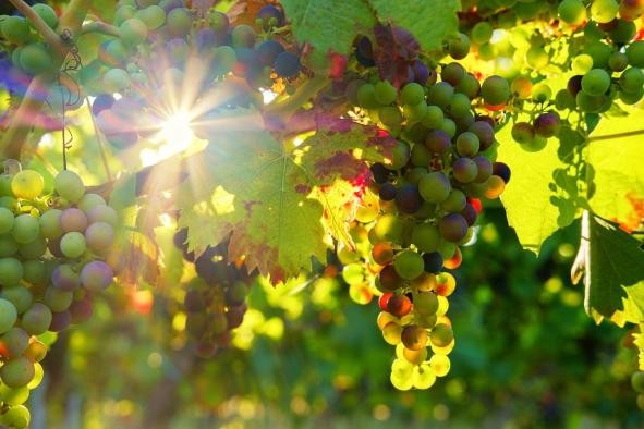 helle Trauben am Rebststock, durch die die Sonne scheint helle Trauben am Rebststock, durch die die Sonne scheint