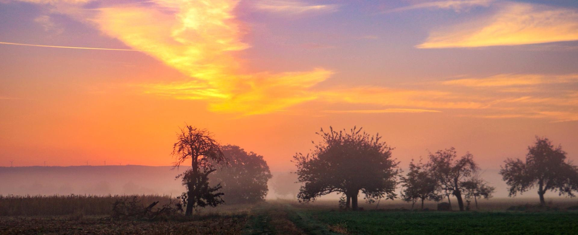 Taubergießen Sonnenuntergang im Taubergießen, ein dramatisch gefärbter Himmel, im Vordergrund einzelne Bäume und ein Feldweg, der zwischen Wiesen Richtung Bäumen führt