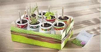 Sechs Becher stehen in einem mit buntem Papier bedruckten und verzierten Karton. Aus ihnen wachsen kleine Setzlinge, rechts daneben liegt eine kleine Samentüte