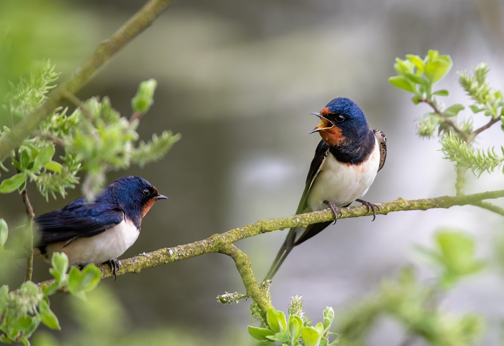 Zwei Rauchschwalben sitzen nebeneinander auf einem Ast und wenden sich einander zu, die rechte sperrt den Schnabel auf